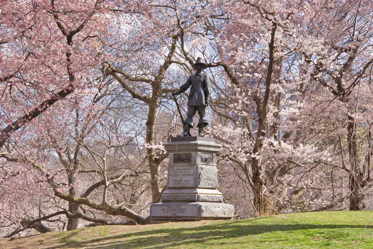 Central Park Yoshino Trees Pilgrim Hill