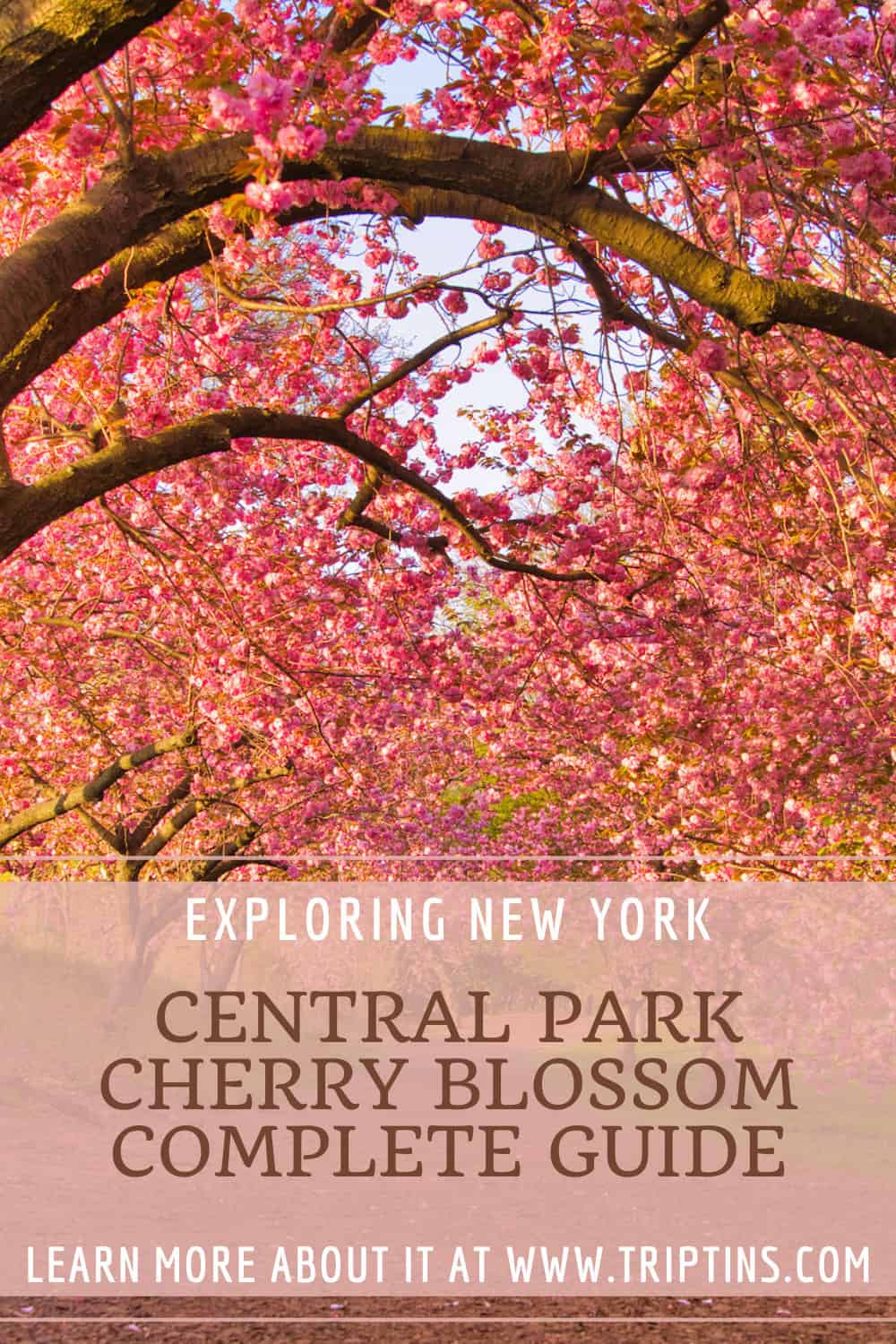 Cherry Blossom Central Park Guide