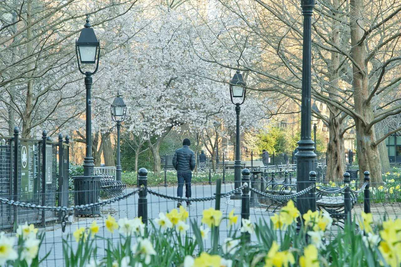 Cherry Blossom Washington Square