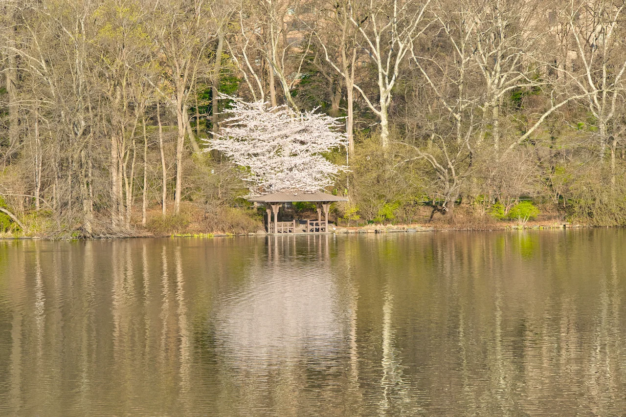 Cherry Blossoms Blooming NYC