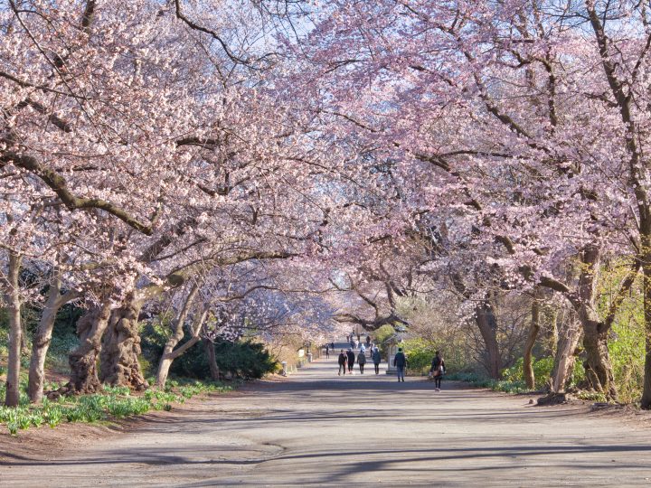 Cherry Blossoms in NYC Complete Guide | 10 Amazing Spots for Spring Bloom