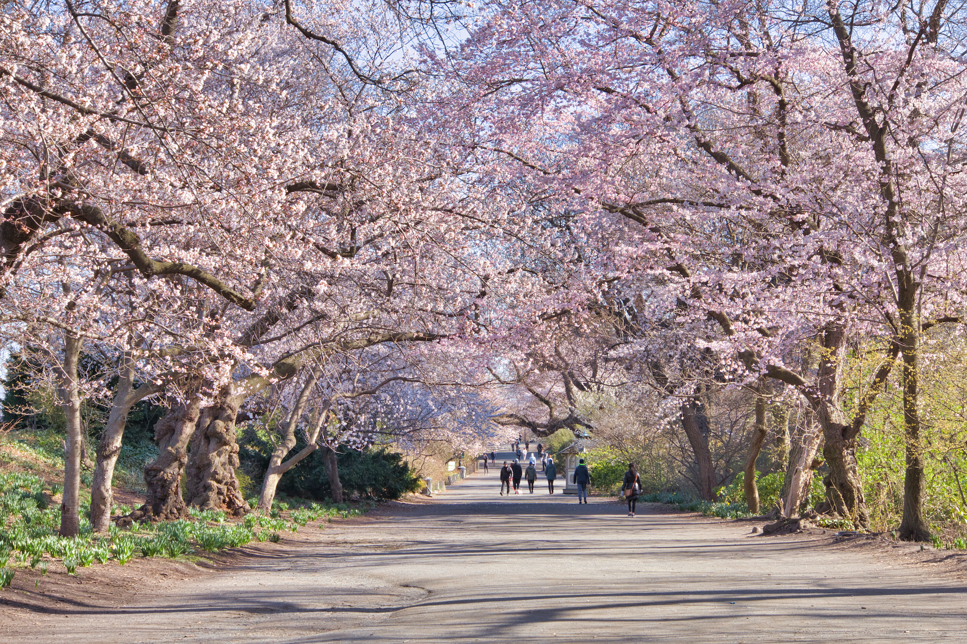 7 best places for cherry blossoms around the world besides Japan in 2022