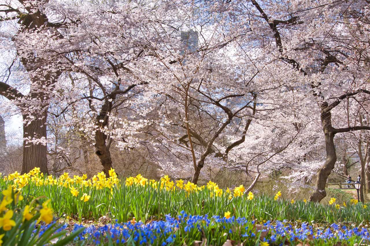 Cherry Blossoms Peak Bloom Central Park