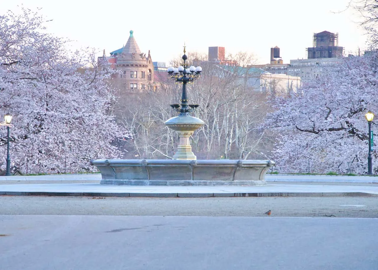 Cherry Hill Trees Central Park