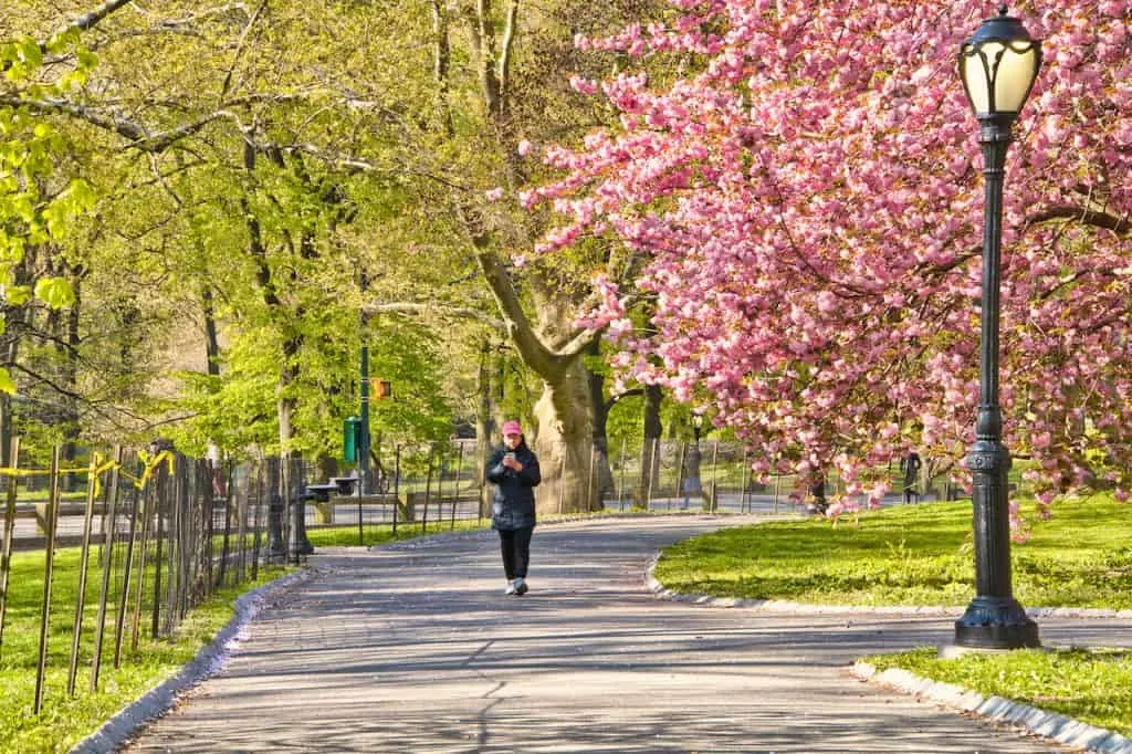 East Lawn Cherry Trees