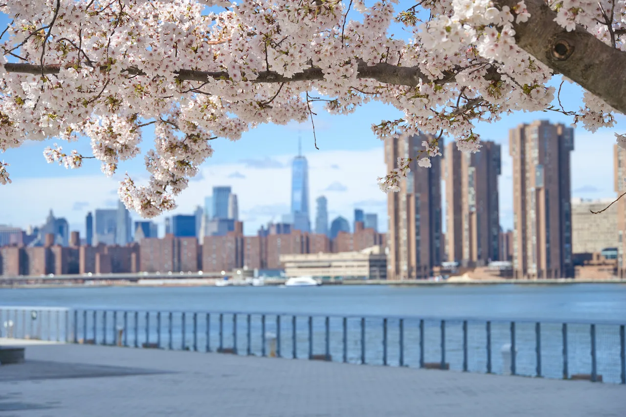 Hunters Point Park South Cherry Blossoms