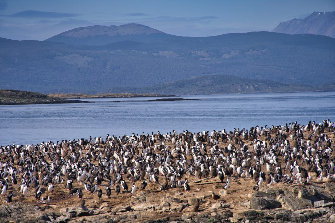 A Full Day Ushuaia Penguins Tour on the Beagle Channel & Martillo Island