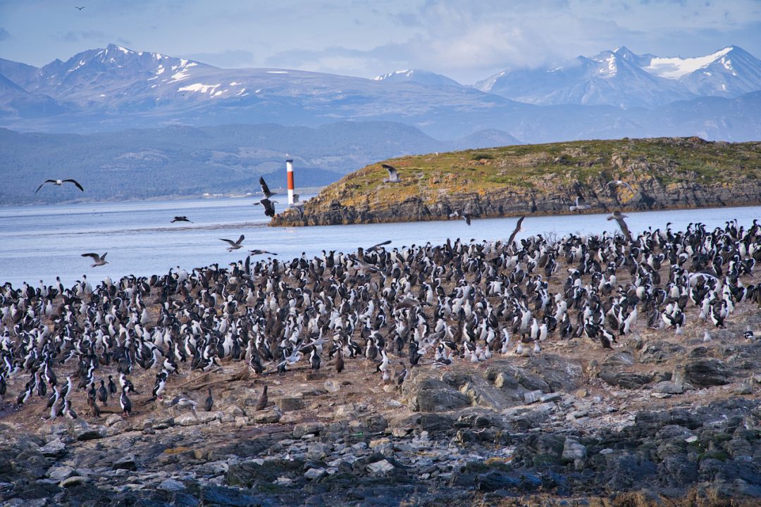 A Full Day Ushuaia Penguins Tour on the Beagle Channel & Martillo Island