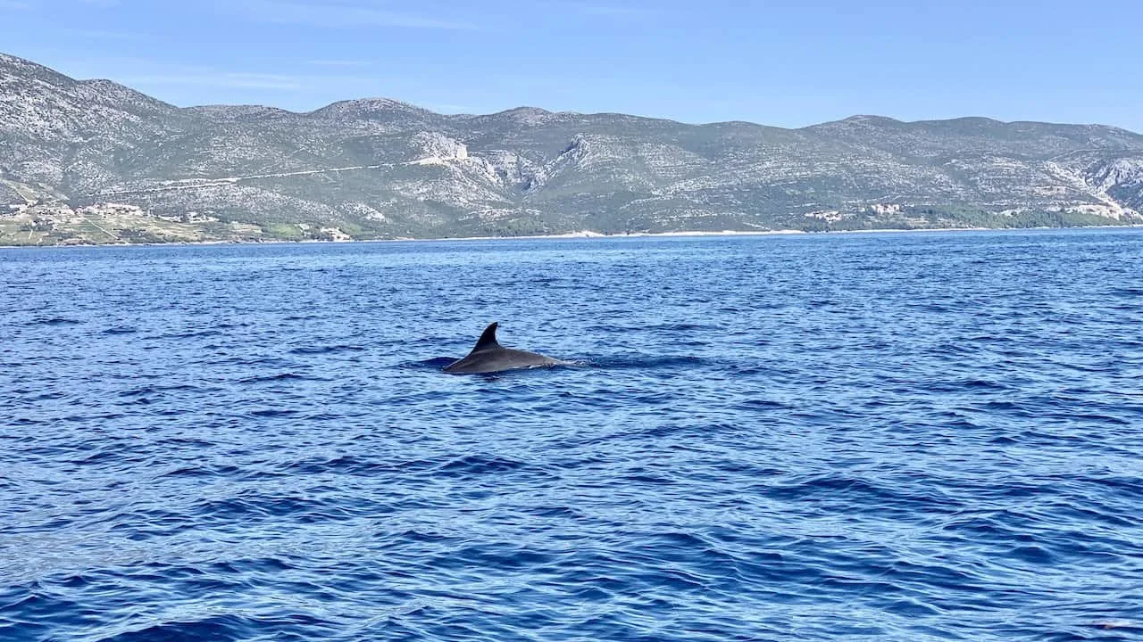 Korcula Dolphins