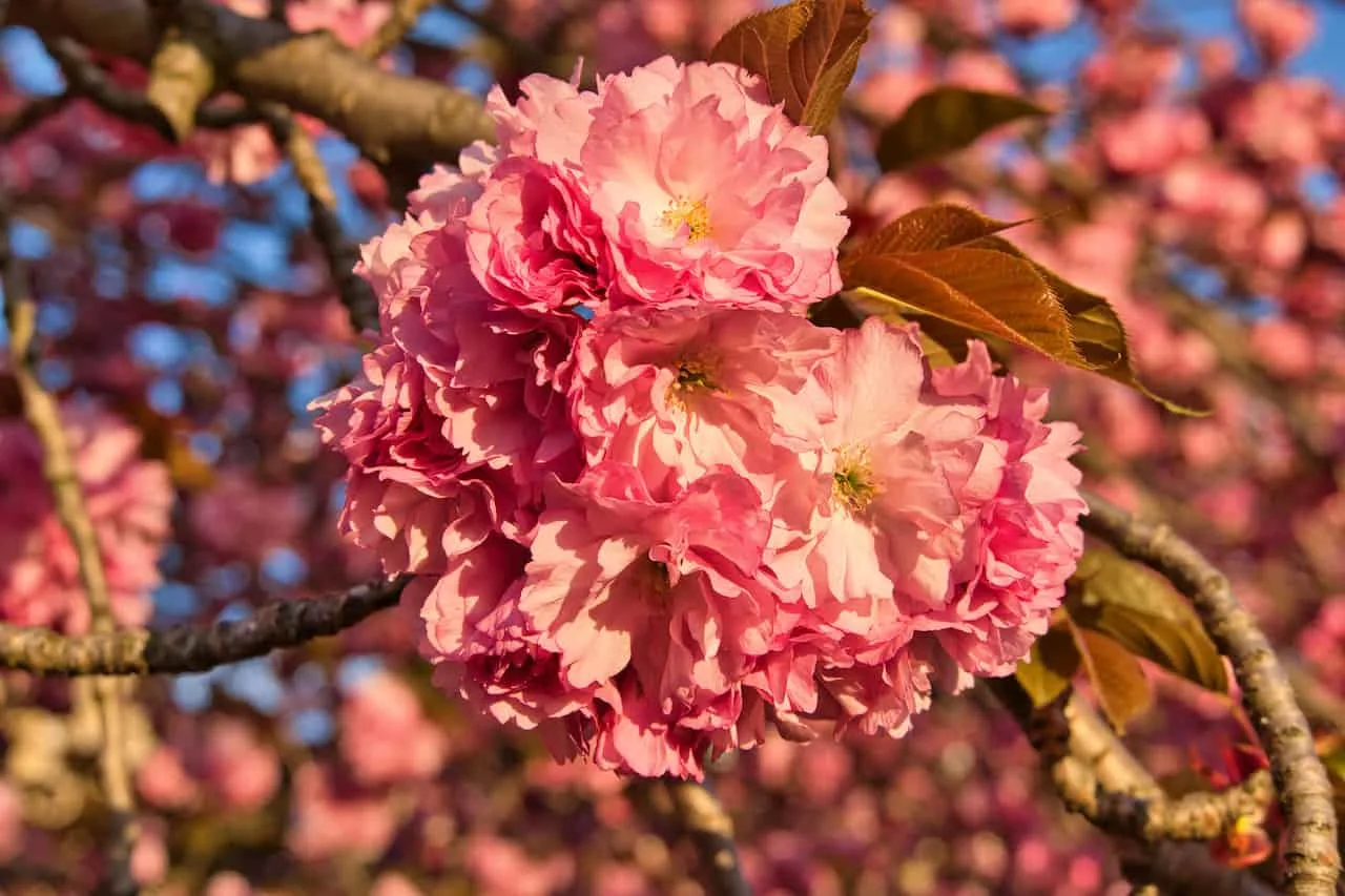 Cherry blossoms are in full bloom around Queens –