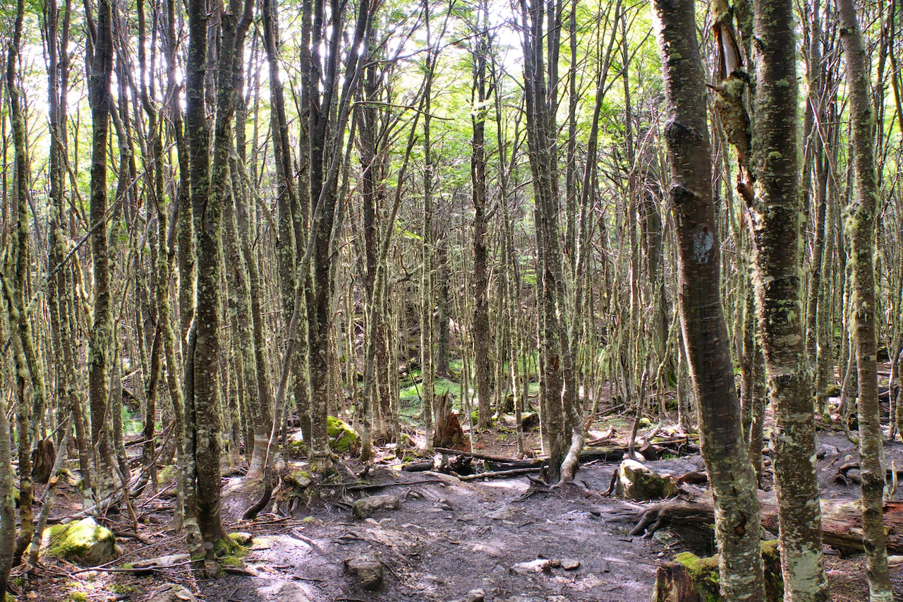 Laguna Esmeralda Forest