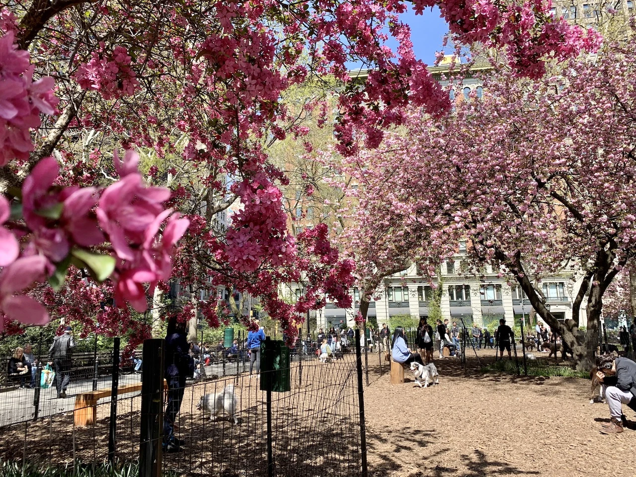 Madison Square Park Cherry Blossoms