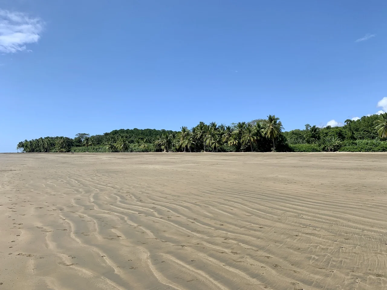 Marino Ballena National Park Rainforest