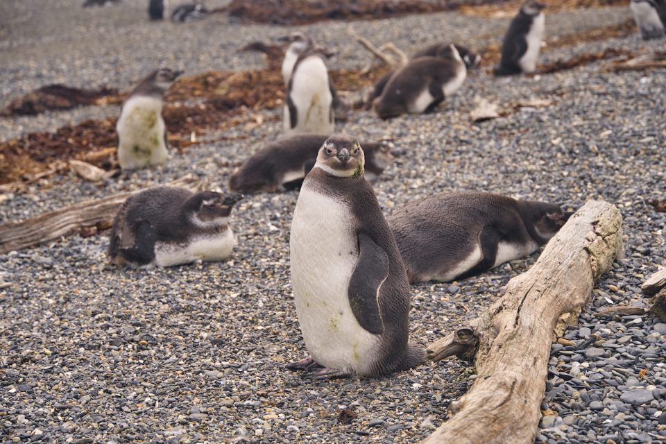 A Full Day Ushuaia Penguins Tour on the Beagle Channel & Martillo Island