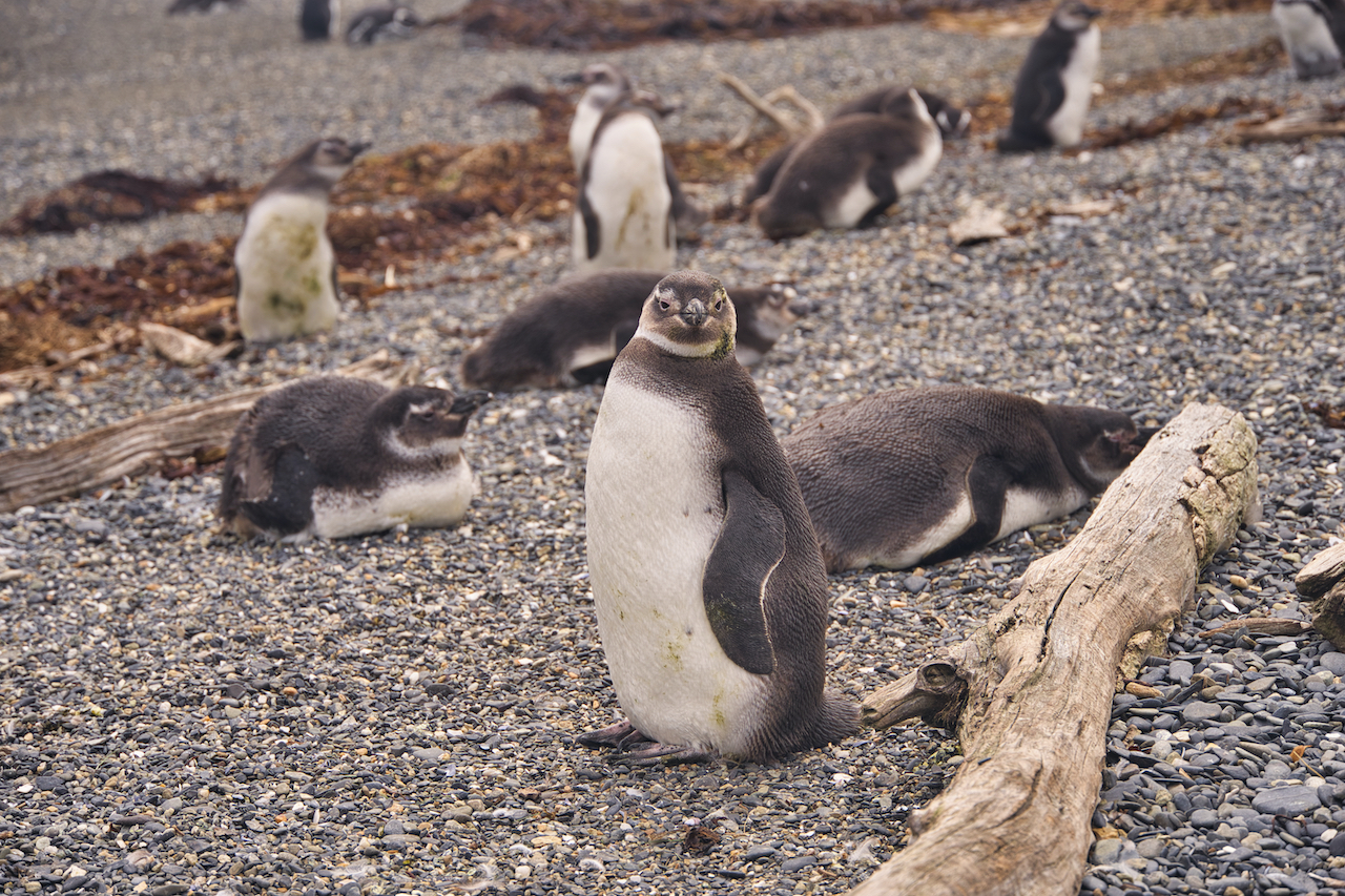 Martillo Island Walk with Penguins
