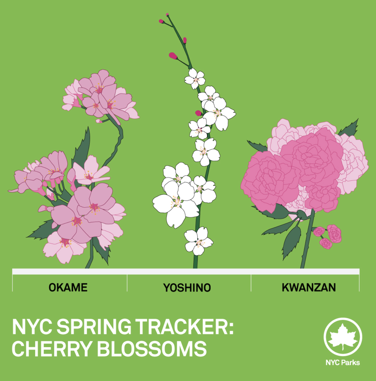 NYC Cherry Blossom Tracker