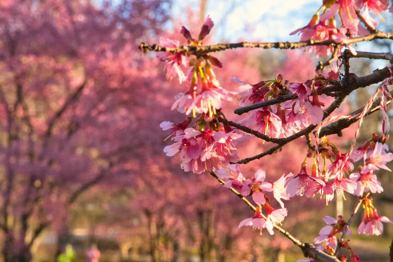 Okame Cherry Blossom Peak Bloom