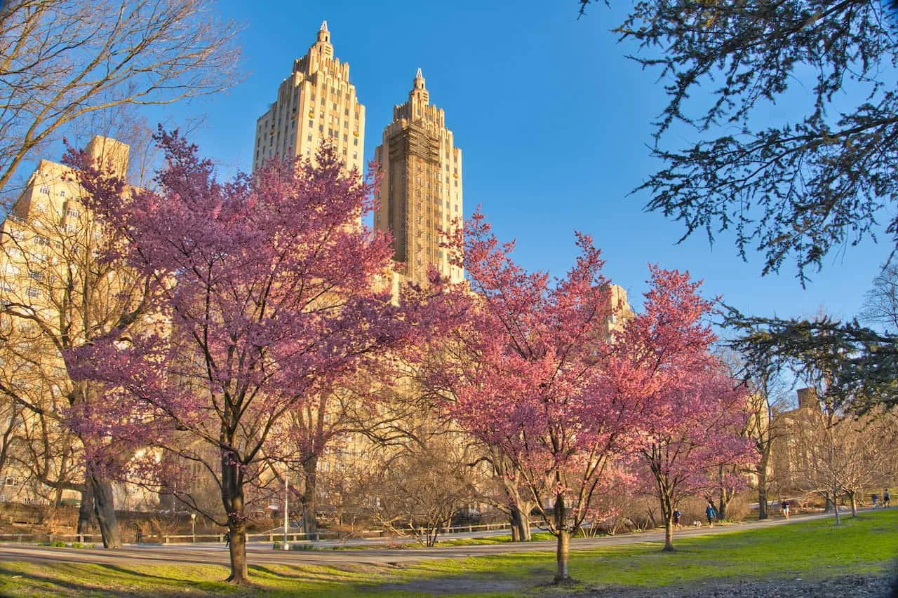 Central Park Cherry Blossoms Complete Spring Guide & Detailed Map