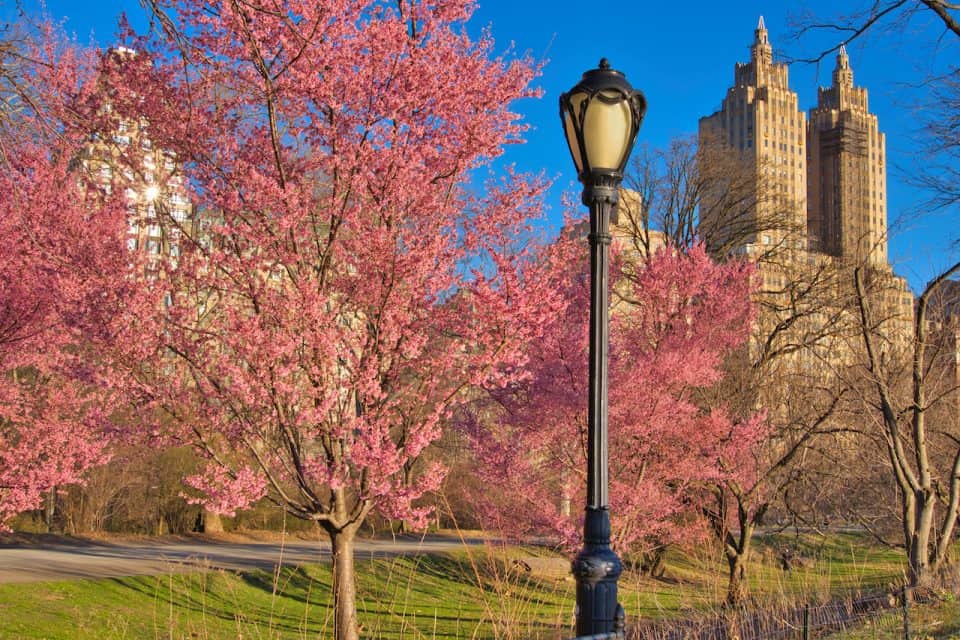 Central Park Cherry Blossoms Complete Spring Guide & Detailed Map