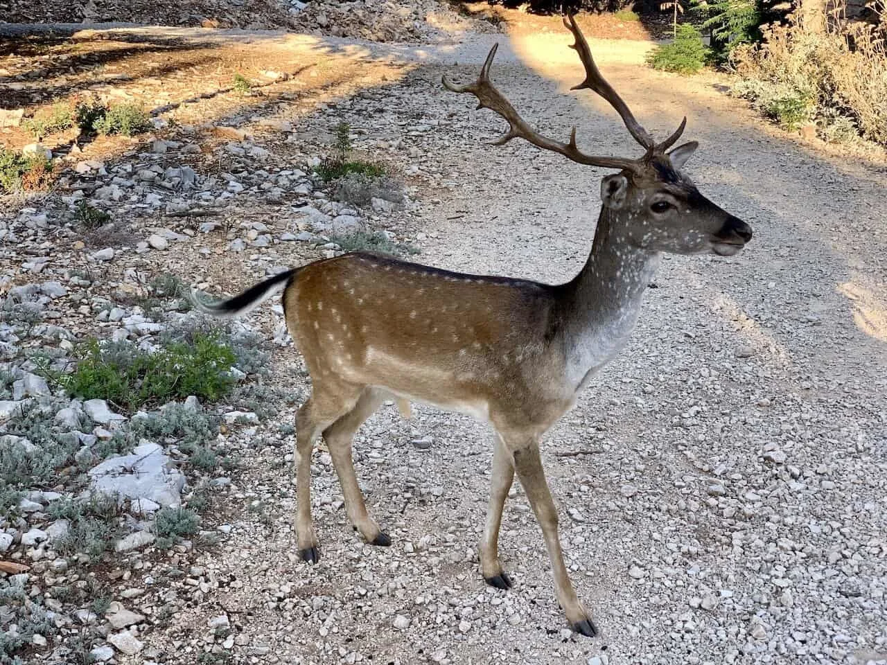 Otok Badija Deer