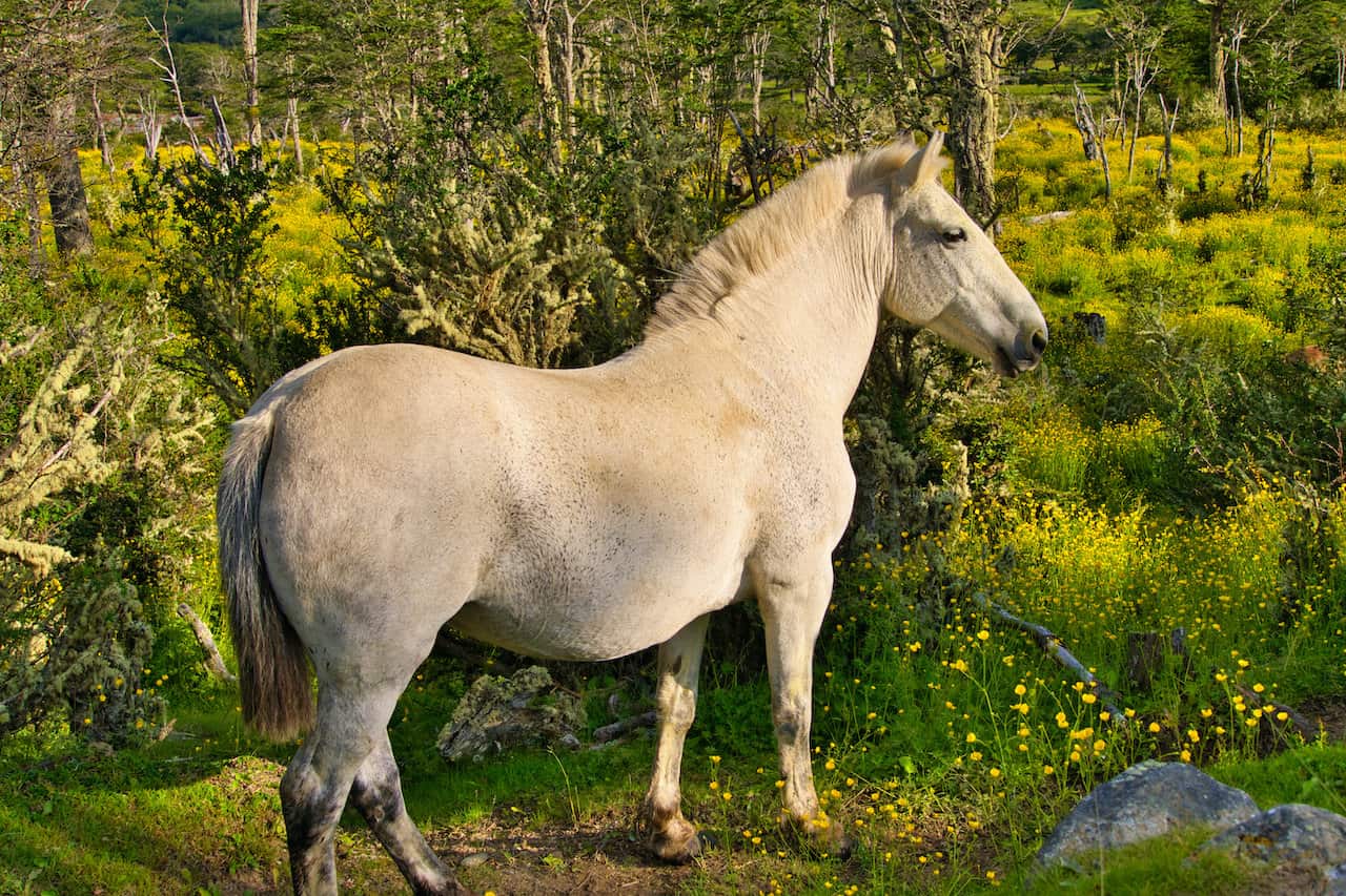 Patagonia Horse
