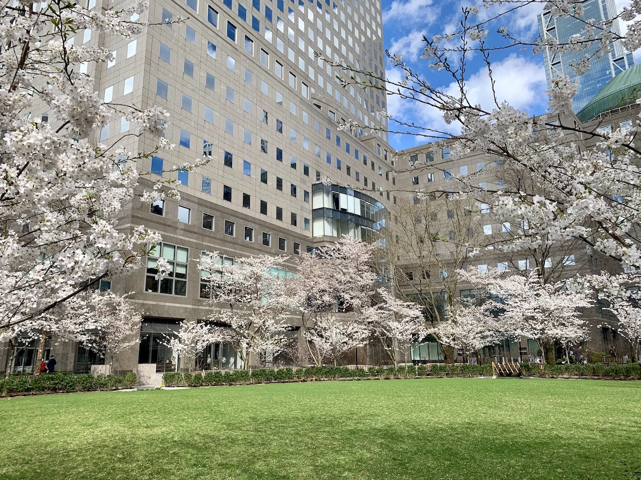 Pumphouse Park Cherry Trees