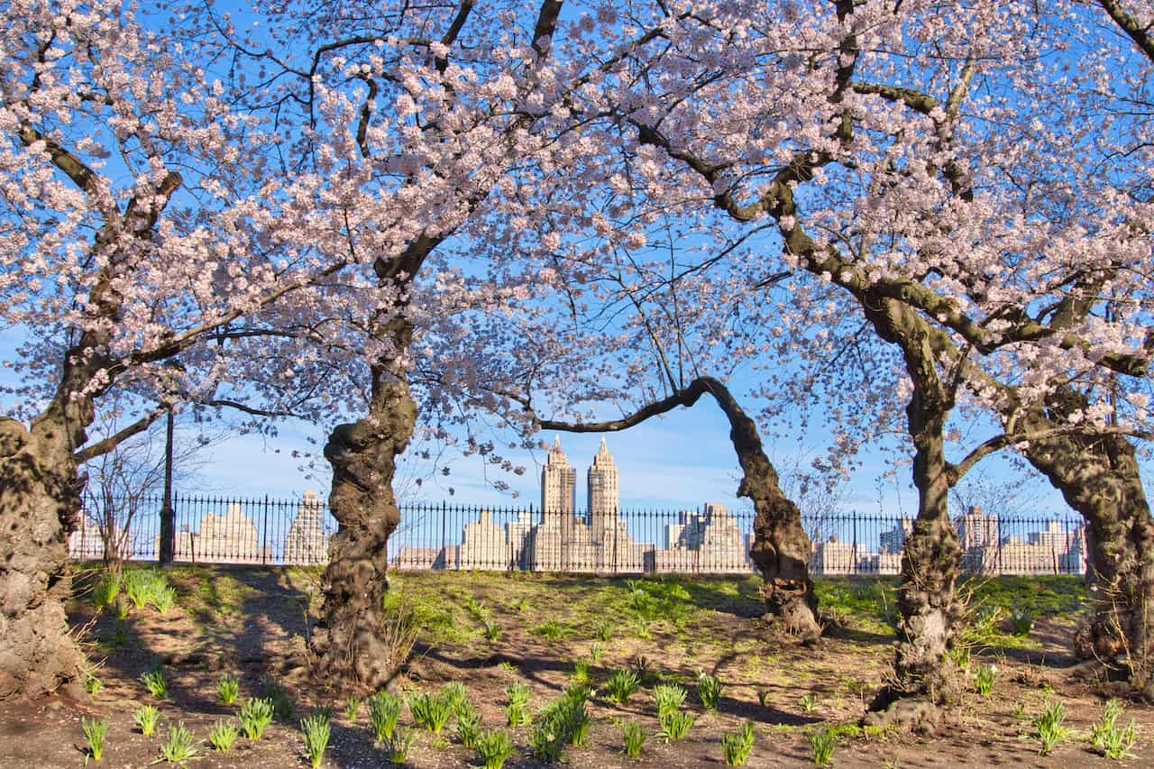 Reservoir Cherry Blossoms Central Park