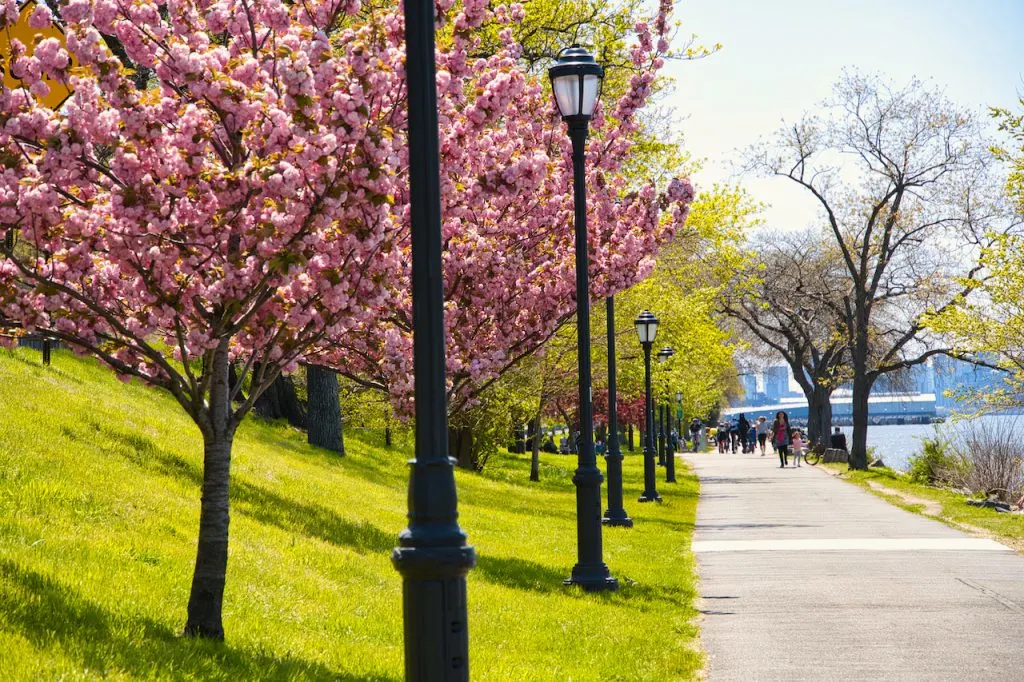 Riverside Park Cherry Walk