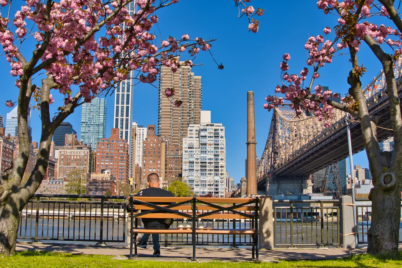 Roosevelt Island Cherry Blossoms