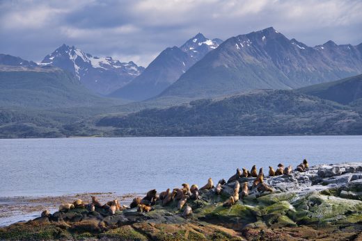 A Full Day Ushuaia Penguins Tour on the Beagle Channel & Martillo Island