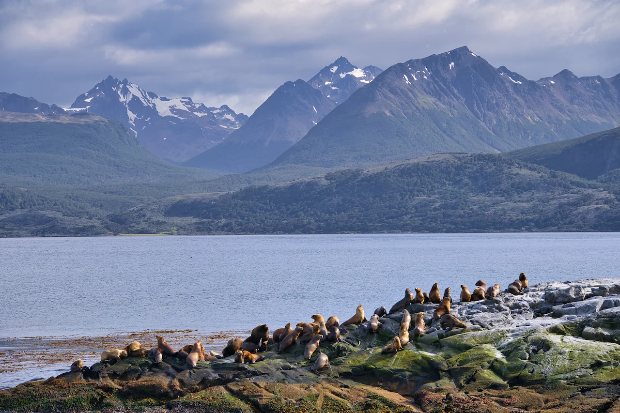 Sea Lions Patagonia
