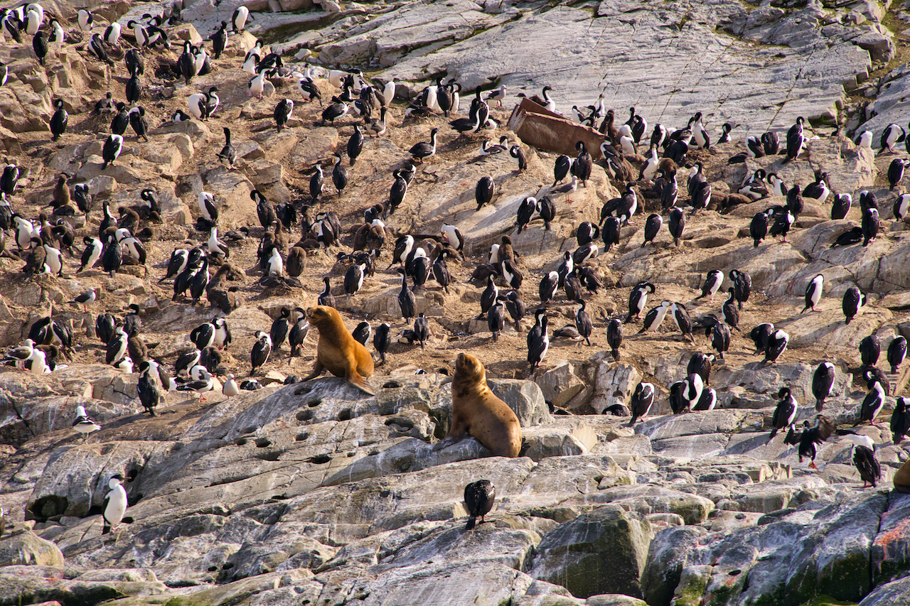 Sea Lions and Birds Ushuaia
