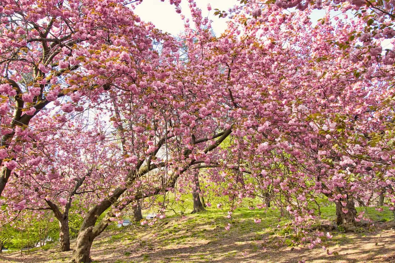 The Glade Central Park