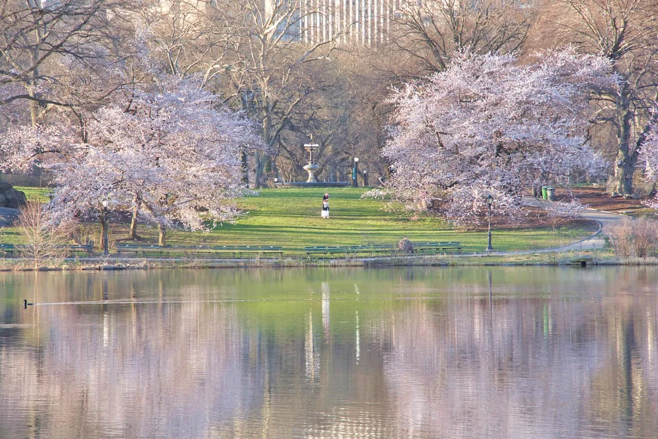 The Lake Central Park Cherry Trees