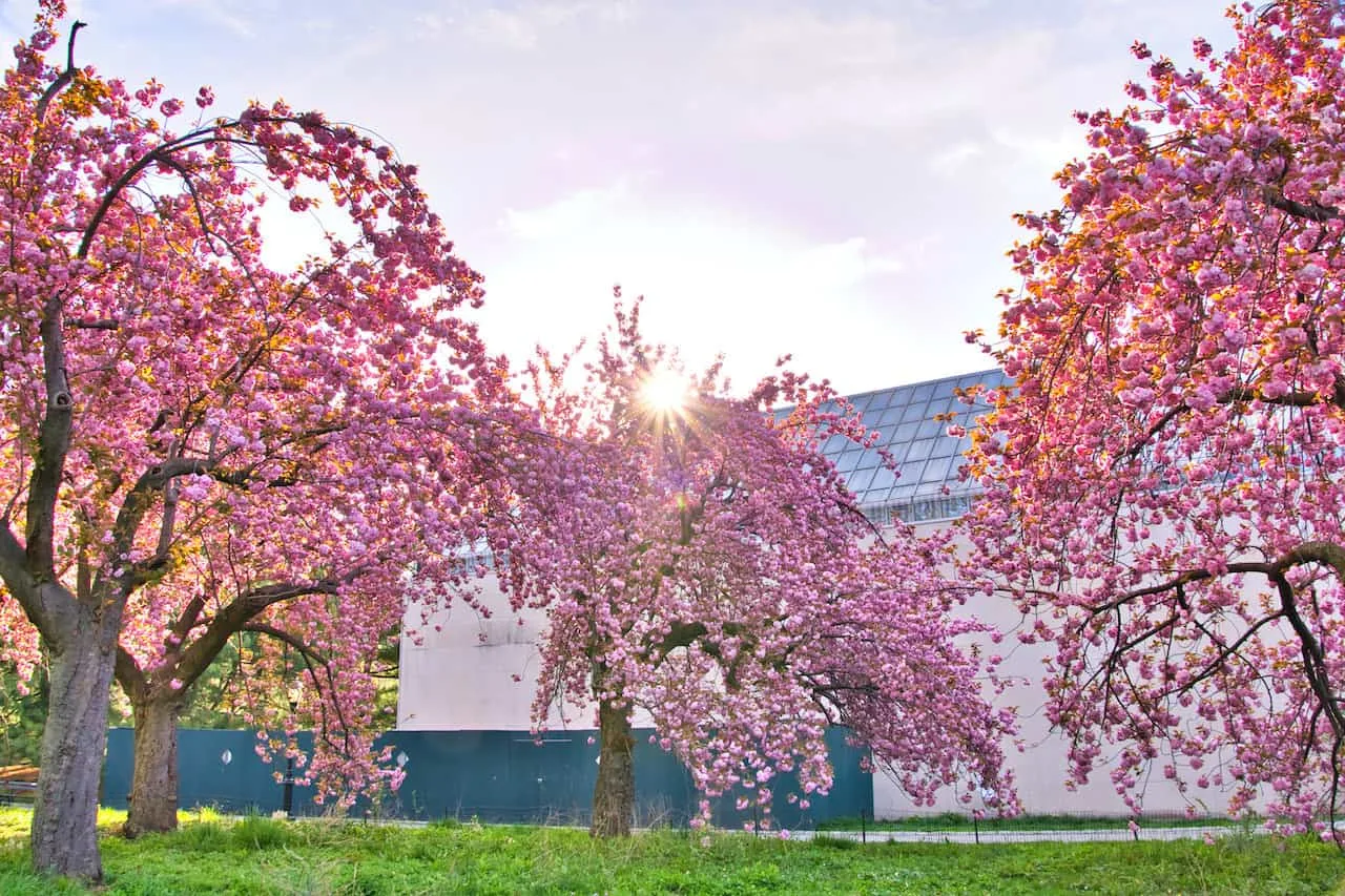 The Met Cherry Trees