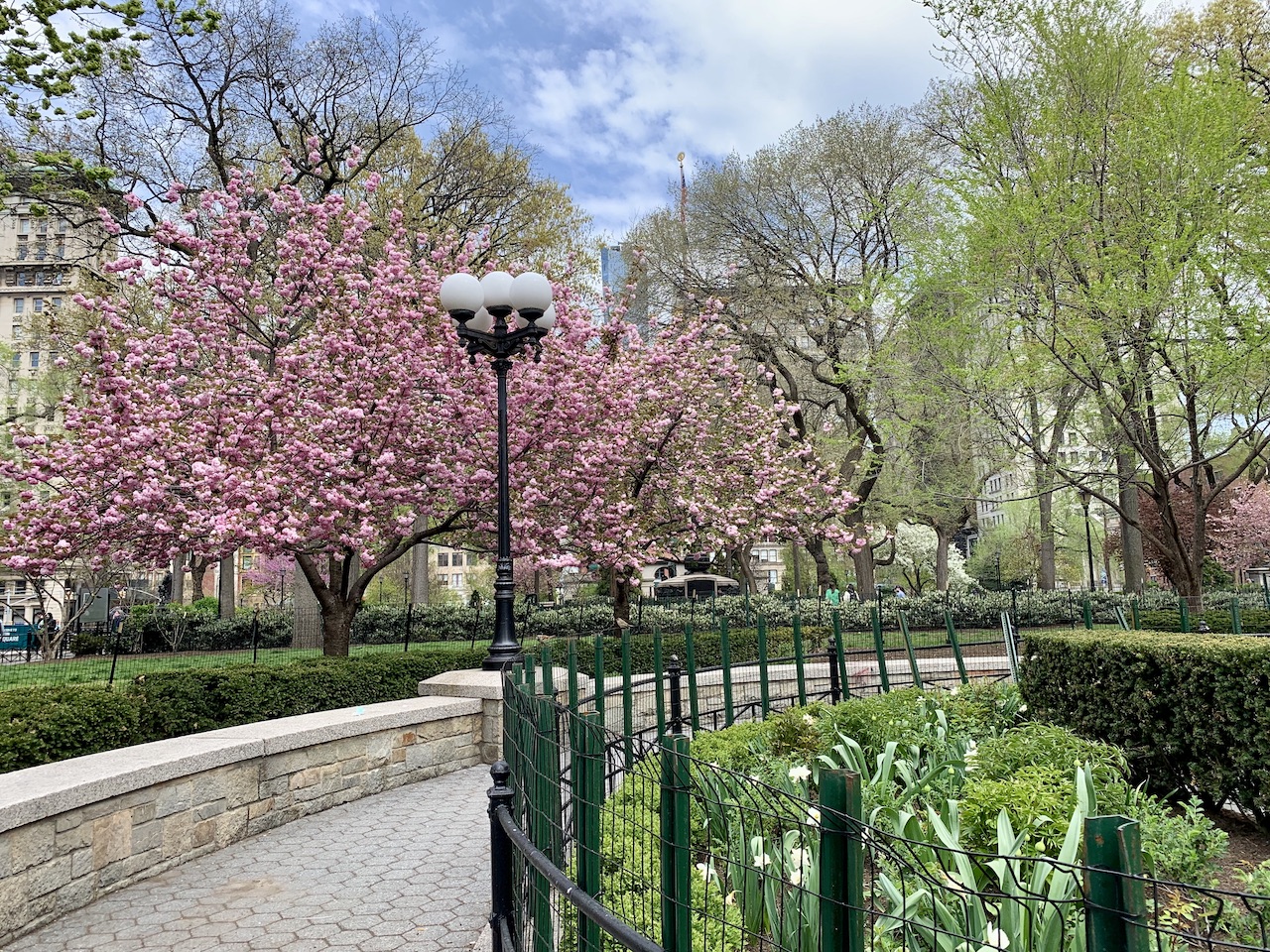 Union Square Cherry Blossoms