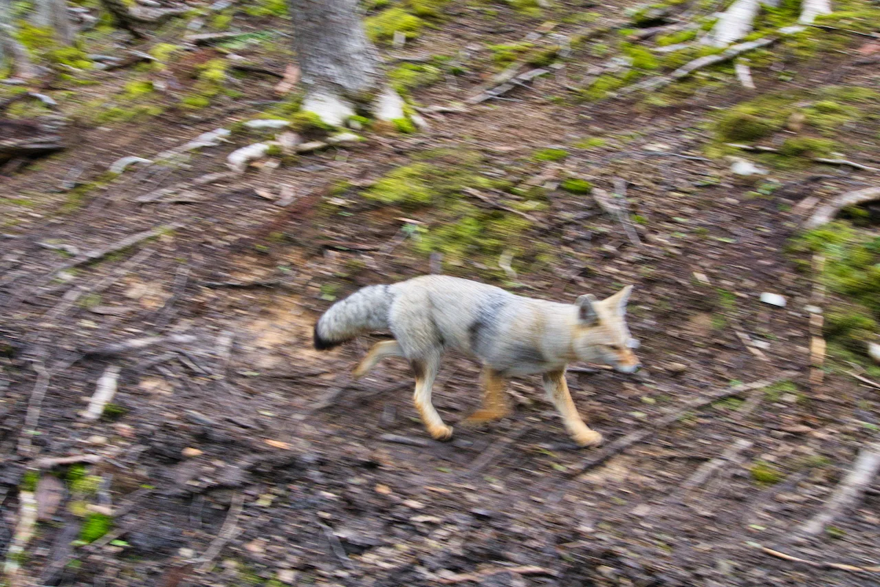 Ushuaia Fox