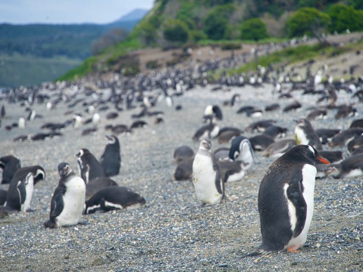 A Full Day Ushuaia Penguins Tour on the Beagle Channel & Martillo Island
