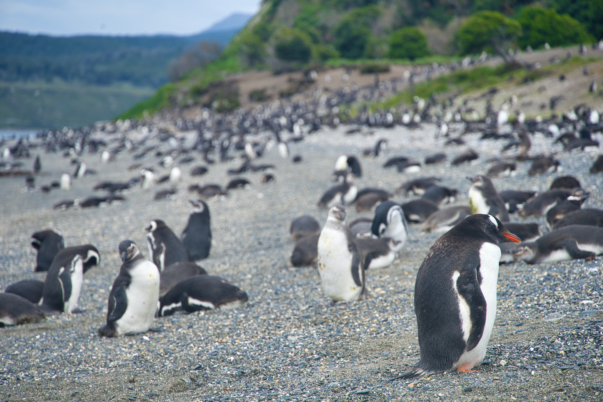 A Full Day Ushuaia Penguins Tour on the Channel & Martillo Island