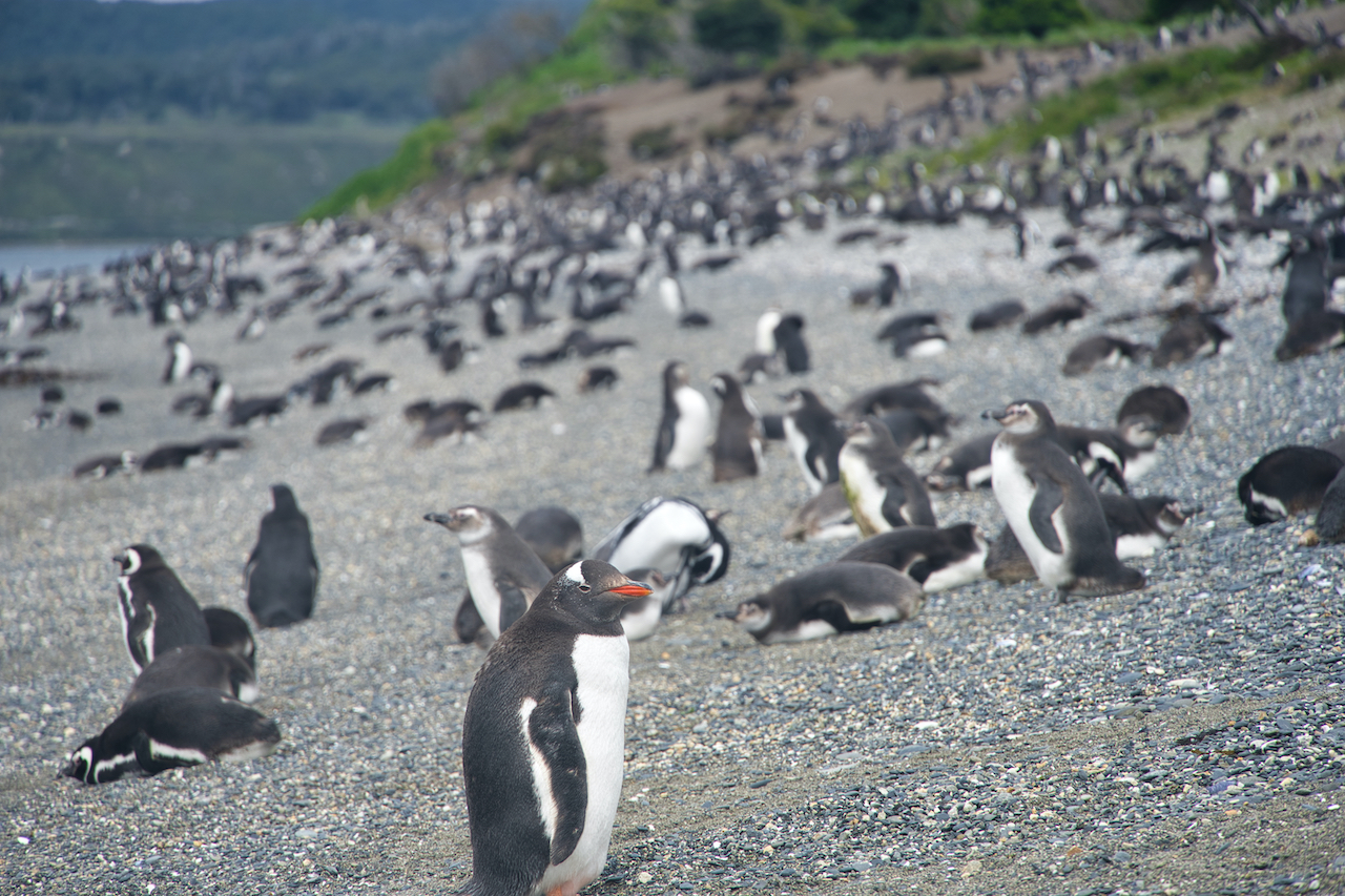 Walk with Penguins Ushuaia