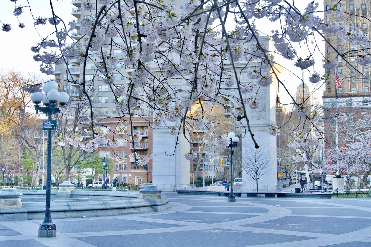 Washington Square Park Cherry Blossoms