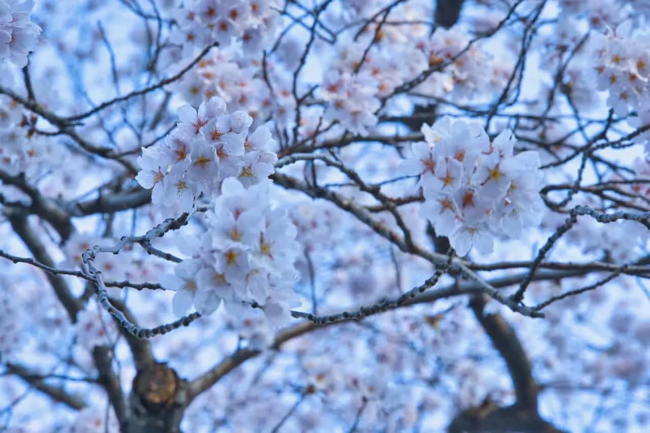 Eyelash-Freezing Cold, Snow and Early Cherry Blossoms - The New York Times