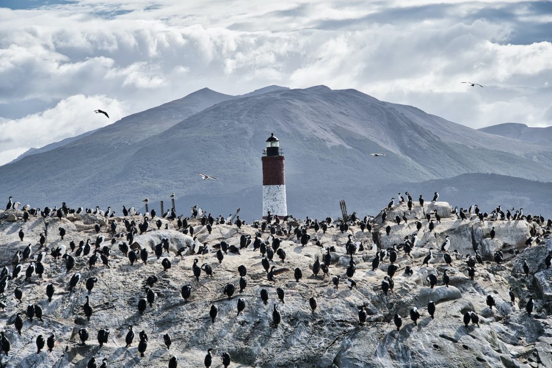 A Full Day Ushuaia Penguins Tour on the Beagle Channel & Martillo Island