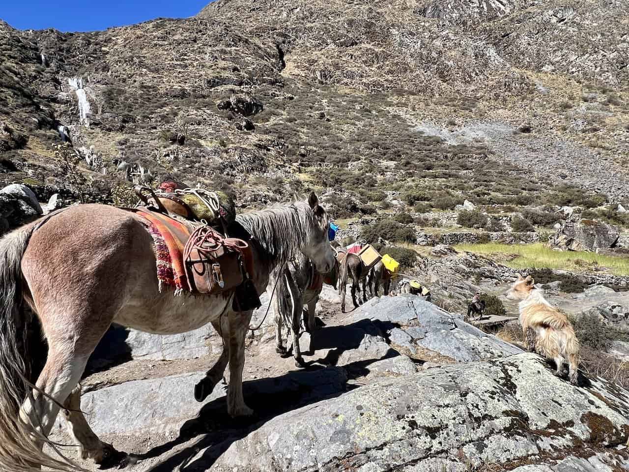 Guided Trek Huayhuash Animals