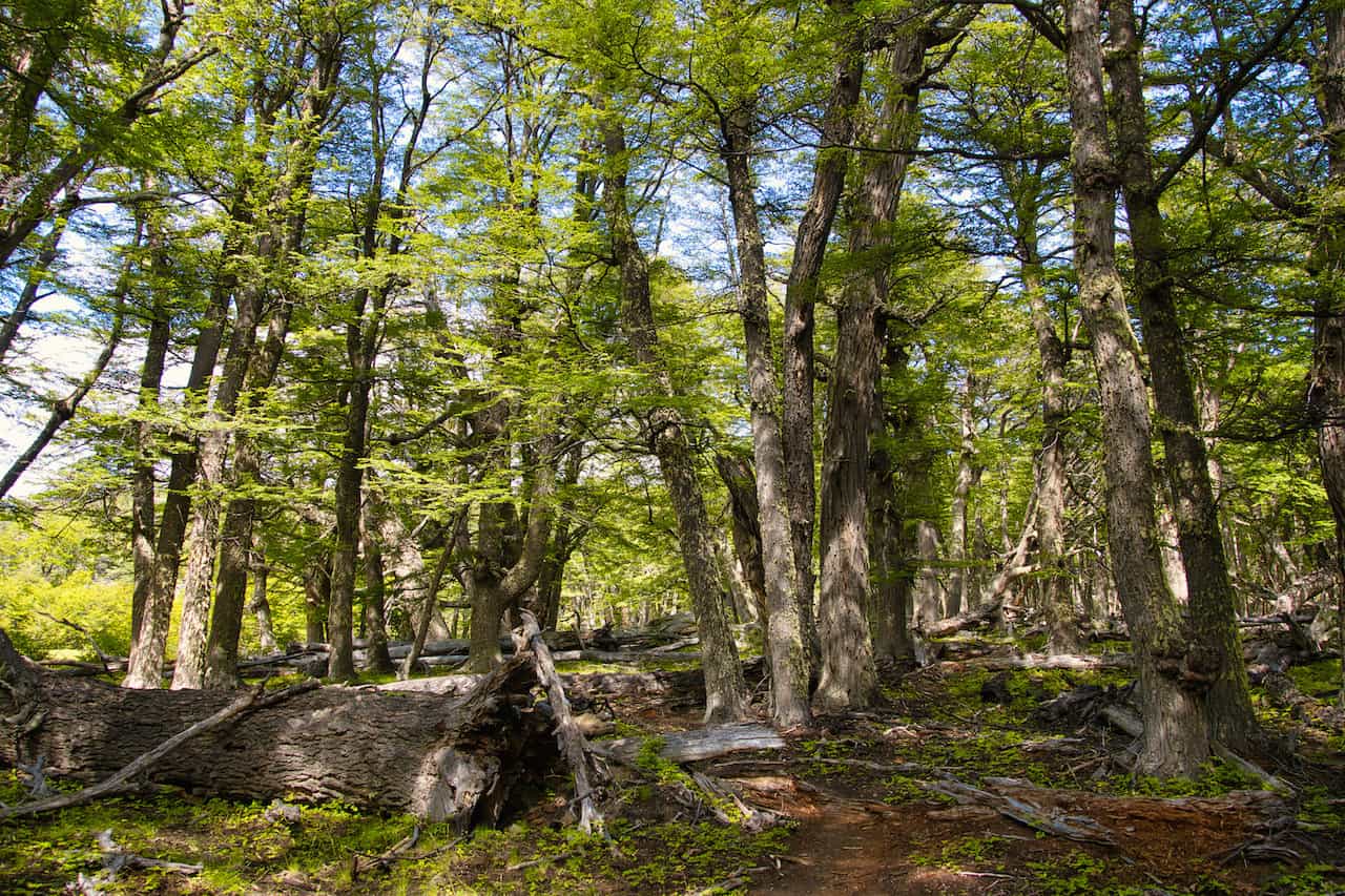 Huemul Circuit Forest