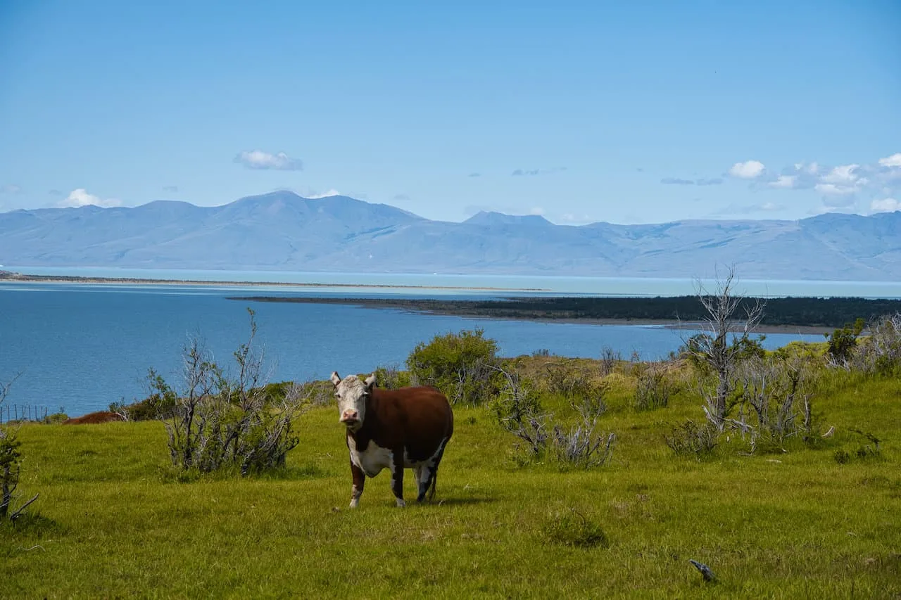 Laguna Viedma