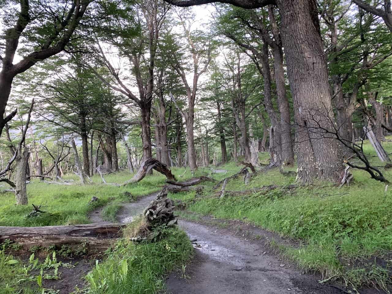 Laguna Torre Forest Trail