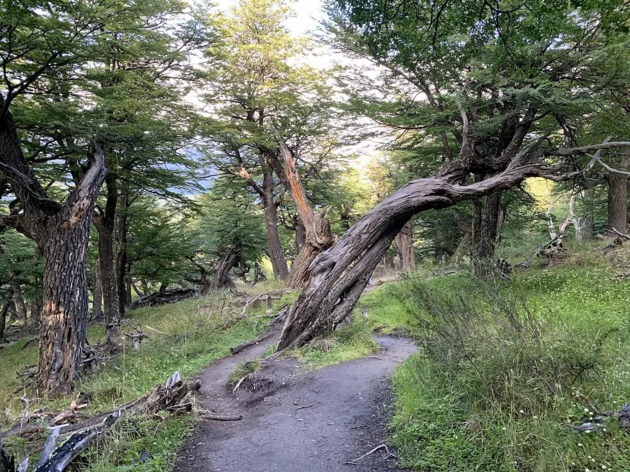 Laguna Torre Forest