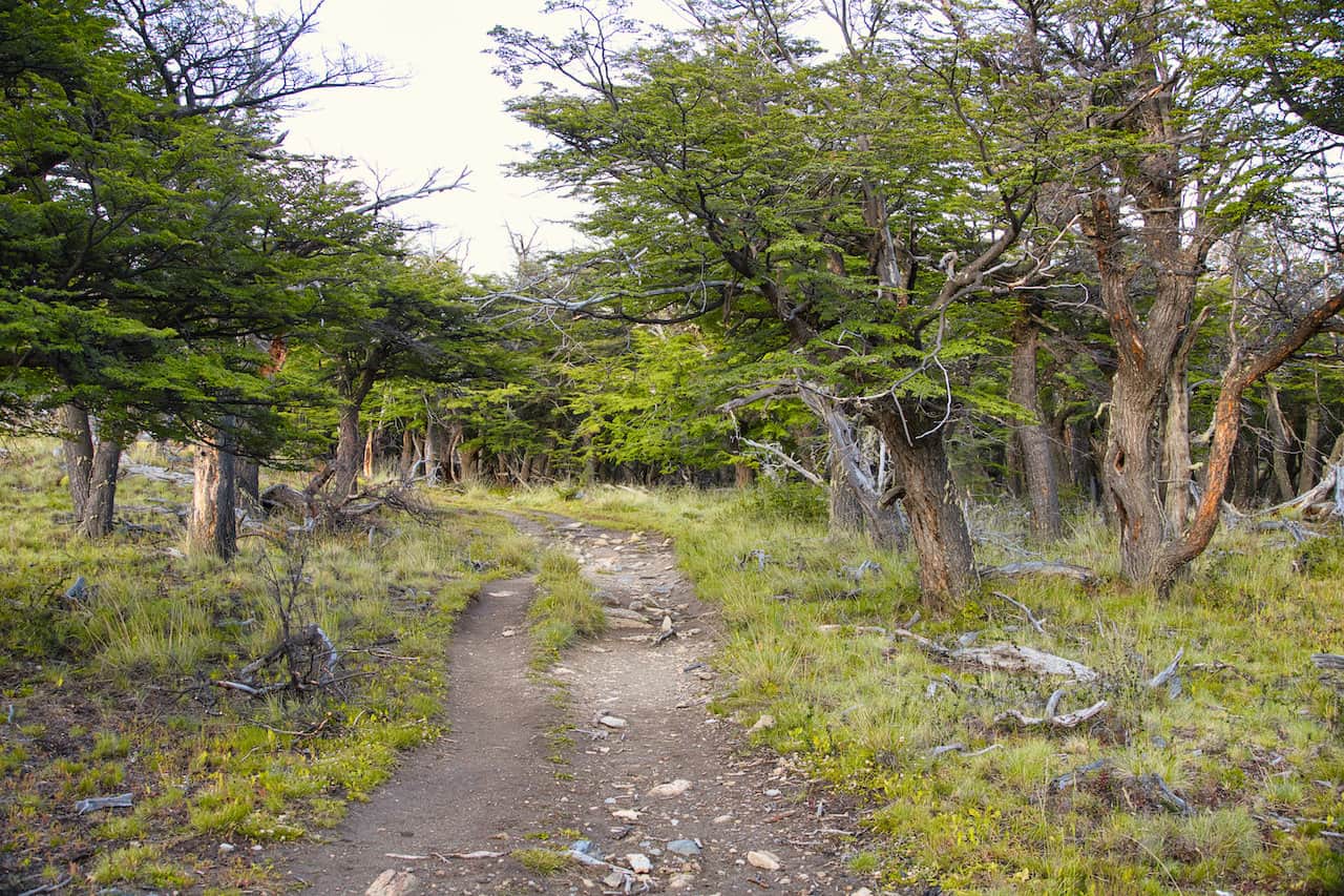 Loma del Pliegue Tumbado Trees