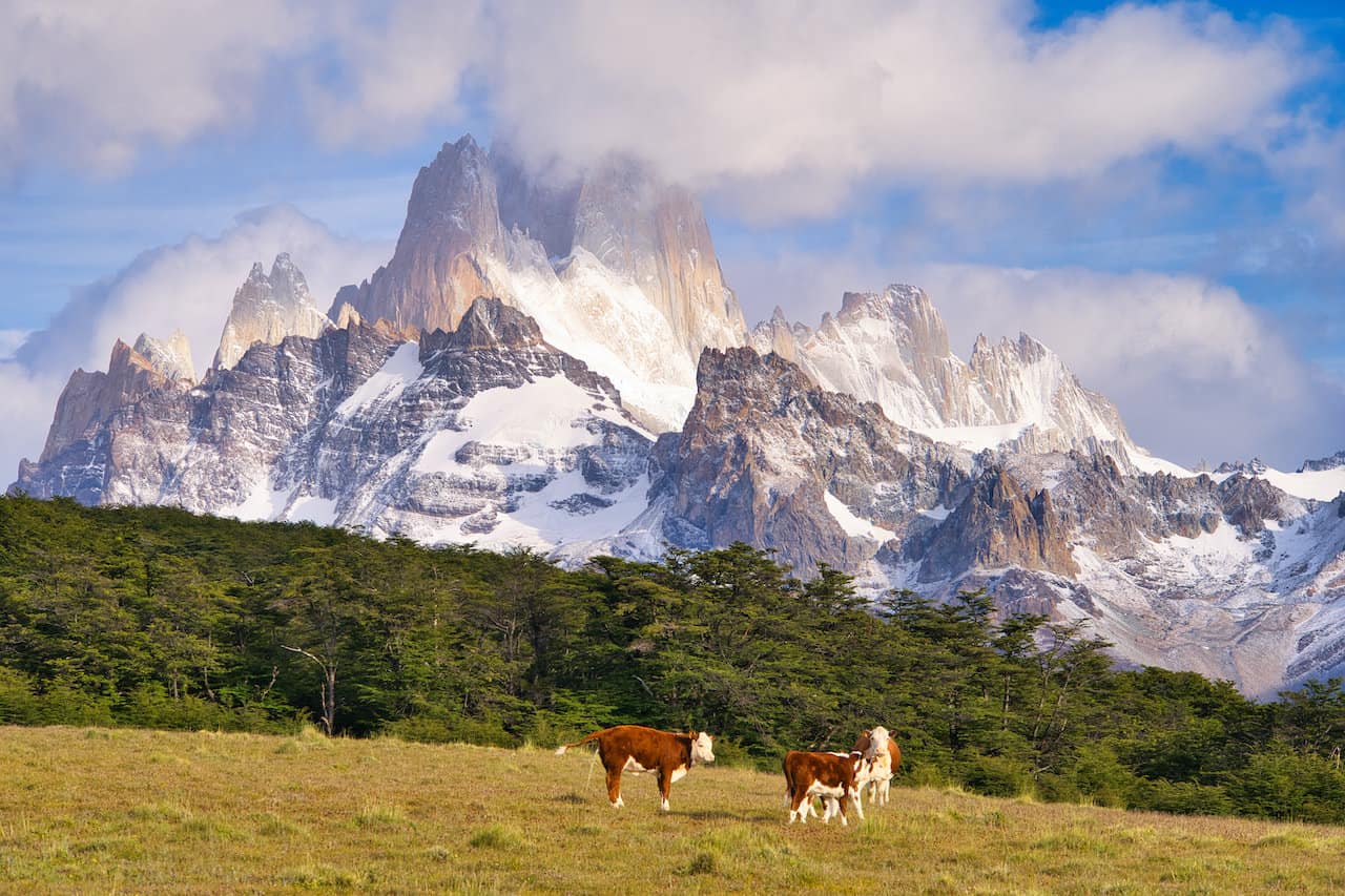 Patagonia Cows